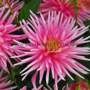 Cactus Of Semicactus Dwarf Park Princess Dahlia Park Princess (x 35)