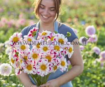 Collerette Bumble Rumble Dahlia Bumble Rumble (x 35)