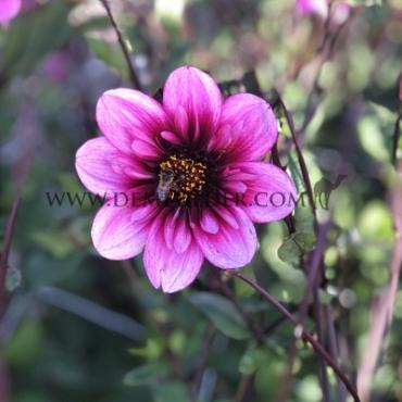 Collerette Skyfall Dahlia Skyfall (x 35)