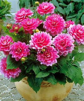 Decorative Dwarf Bluesette Dahlia Bluesette (x 35)