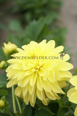Decorative Dwarf Melody Latin Dahlia Melody Latin (x 35)
