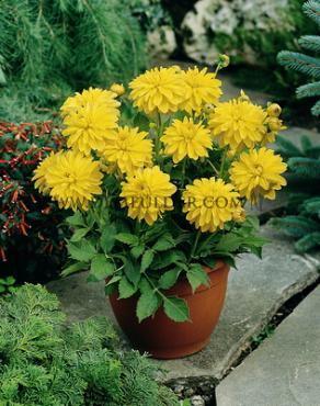 Decorative Dwarf Melody Latin Dahlia Melody Latin (x 35)