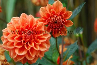 Decorative Dwarf Orange Nugget Dahlia Orange Nugget (x 35)