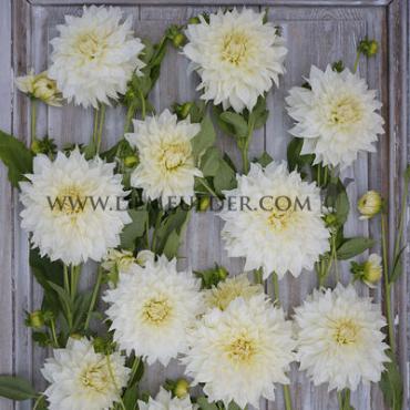 Decorative Dinnerplate Cafe Au Lait Supreme Dahlia Café au Lait Supreme® (x 35)