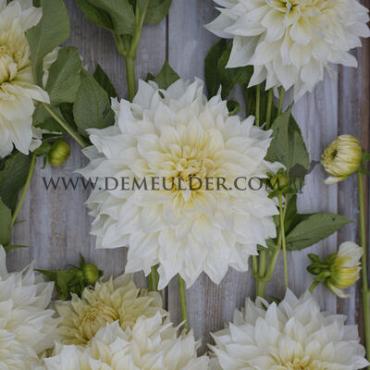 Decorative Dinnerplate Cafe Au Lait Supreme Dahlia Café au Lait Supreme® (x 35)