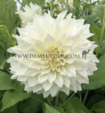 Decorative Dinnerplate Cafe Au Lait Supreme Dahlia Café au Lait Supreme® (x 35)