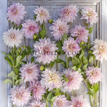 Decorative Dinnerplate Cafe Au Lait Twist Dahlia Café au Lait Twist (x 35)