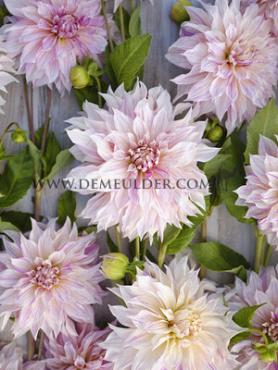 Decorative Dinnerplate Cafe Au Lait Twist Dahlia Café au Lait Twist (x 35)