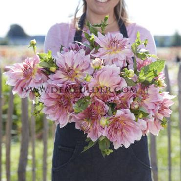 Decorative Dinnerplate Fairway Pilot Dahlia Fairway Pilot (x 35)