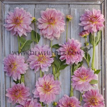 Decorative Dinnerplate Fairway Pilot Dahlia Fairway Pilot (x 35)