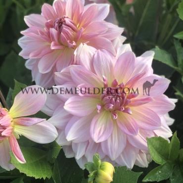 Decorative Dinnerplate Fairway Pilot Dahlia Fairway Pilot (x 35)