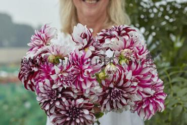 Decorative Large Flowered Radegast Dahlia Radegast (x 35)