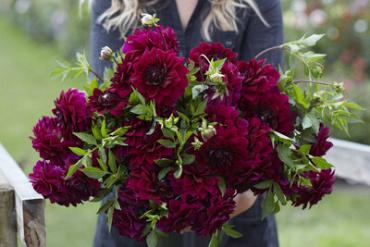 Decorative Medium Flowered Admiral Rawlings Dahlia Admiral Rawlings (x 35)