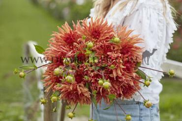 Decorative Medium Flowered Erpeler Ley Dahlia Erpeler Ley (x 35)