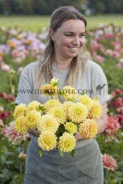 Decorative Small Flowered Bocherell Dahlia Bocherell (x 35)