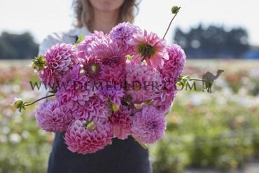 Decorative Small Flowered Caravaggio Dahlia Caravaggio (x 35)