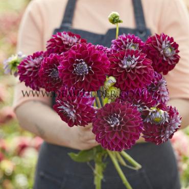 Decorative Small Flowered Embassy Dahlia Embassy (x 35)