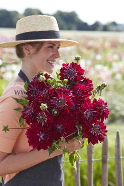 Decorative Small Flowered King Arthur Dahlia King Arthur (x 35)