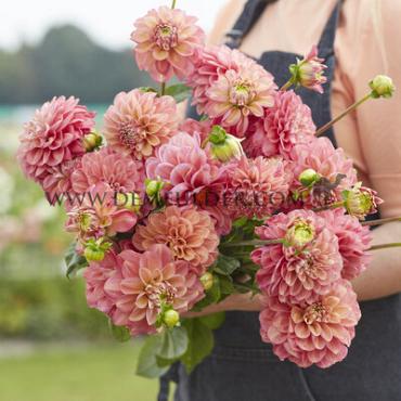 Decorative Small Flowered Milena Fleur Dahlia Milena Fleur (x 35)