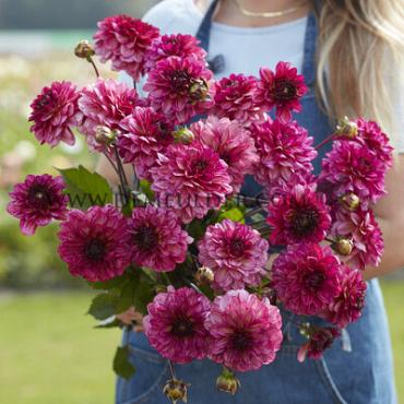 Decorative Small Flowered Muchacha Dahlia Muchacha (x 35)