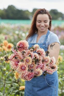Decorative Small Flowered Sweet Sanne Dahlia Sweet Sanne (x 35)