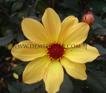 Peony Flowered Bishop Of York Dahlia Bishop Of York (x 35)