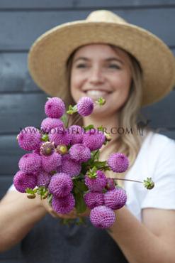 Pompon Frank Holmes Dahlia Frank Holmes (x 35)