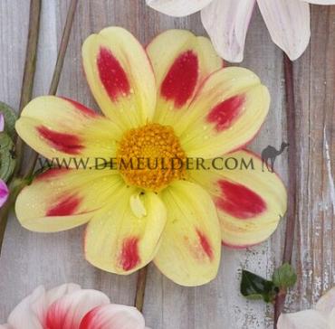 Single Flowered Flaming Emperor Dahlia Flaming Emperor (x 35)