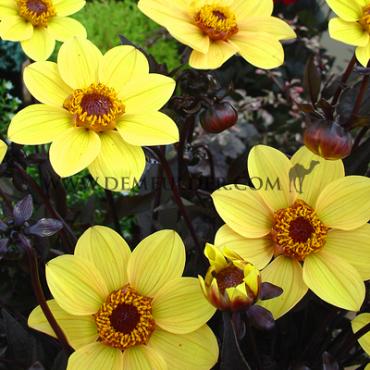 Single Flowered Hs Party Dahlia HS Party (x 35)