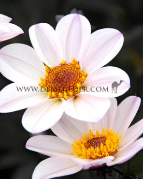 Single Flowered Hs Princess Dahlia HS Princess (x 35)