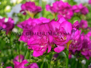 Double Double Purple Freesia Double Purple (x 250)