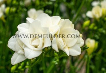 Double Double White Freesia Double White (x 250)