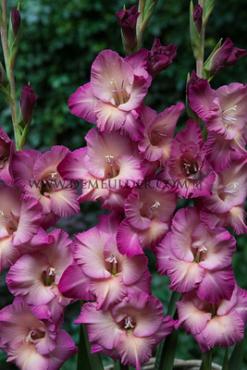 Large Flowered Alfafa Gladiolus Alfafa (x 250)