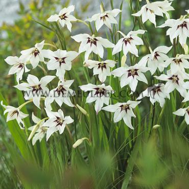 Callianthus Murielae Gladiolus Murielae (x 250)