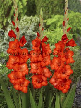 Large Flowered Chinon Gladiolus Chinon (x 250)