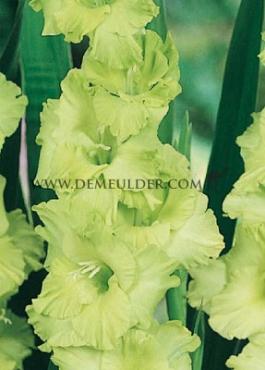 Large Flowered Green Star Gladiolus Green Star (x 250)
