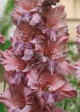 Large Flowered Jakoetsk Gladiolus Jakoetsk (x 250)