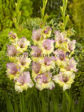 Large Flowered Mon Amour Gladiolus Mon Amour (x 250)