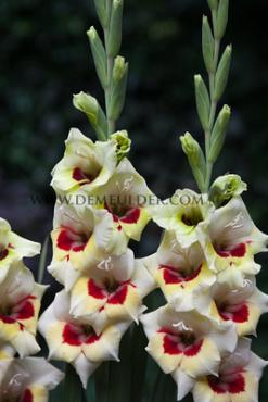 Large Flowered Perry Gladiolus Perry (x 250)