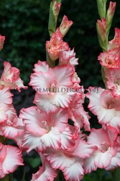 Large Flowered Priscilla Gladiolus Priscilla (x 250)