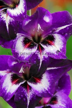 Large Flowered Vista Gladiolus Vista (x 250)