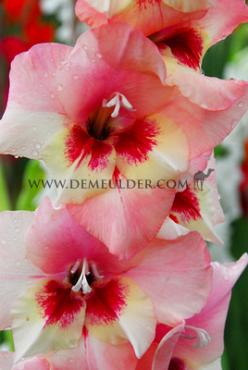 Large Flowered Wine And Roses Gladiolus Wine And Roses (x 250)