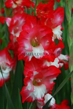 Small Flowered Belinda Gladiolus Belinda (x 250)