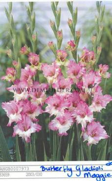 Small Flowered Maggie Gladiolus Maggie (x 250)