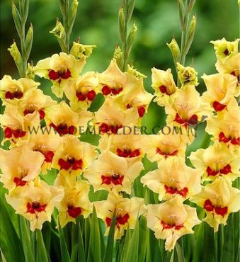 Small Flowered Silvia Gladiolus Silvia (x 250)