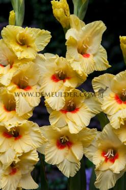 Small Flowered Silvia Gladiolus Silvia (x 250)