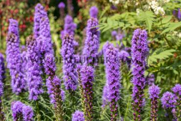 Spicata Liatris Spicata (x 250)