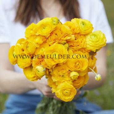 Amandine Gold Ranunculus Amandine Gold (x 250)