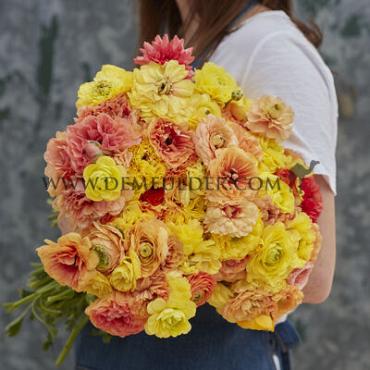 Amandine Pastel Lemon Ranunculus Amandine Pastel Lemon (x 250)