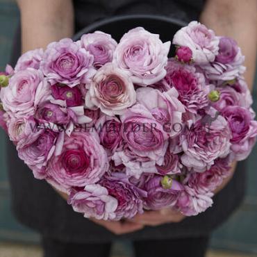 Amandine Purple Jean Ranunculus Amandine Purple Jean (x 250)